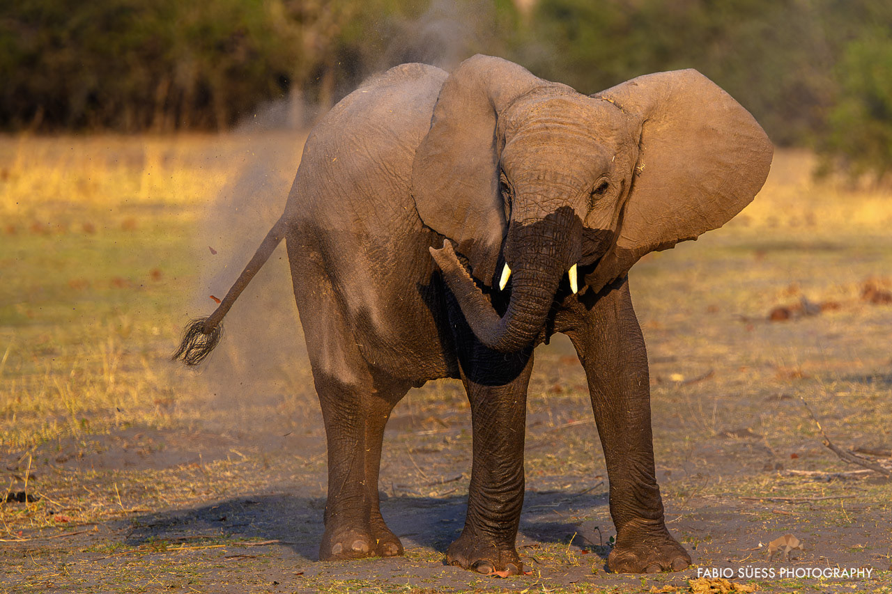 African bush elephant (Loxodonta africana), Linyanti, Botswana