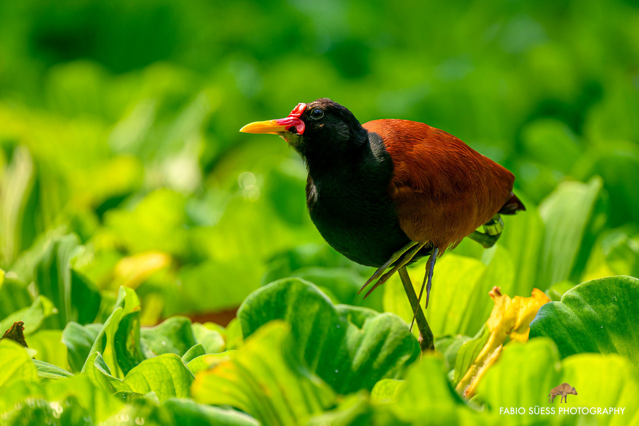 Jacanidae (Jacana jacana), Zoo Zurich, Switzerland