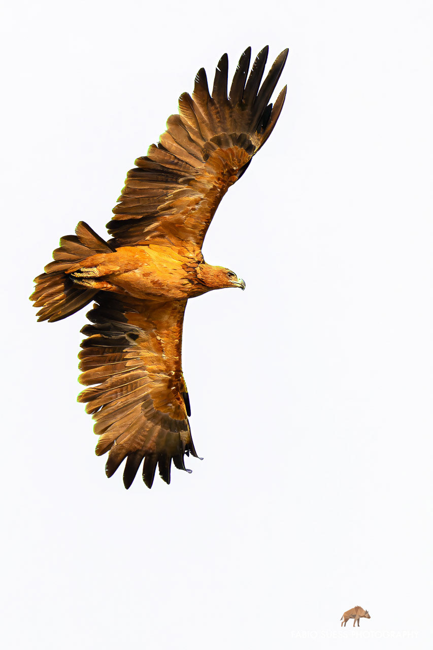 Tawny eagle (Aquila rapax), Okavango Delta, Botswana
