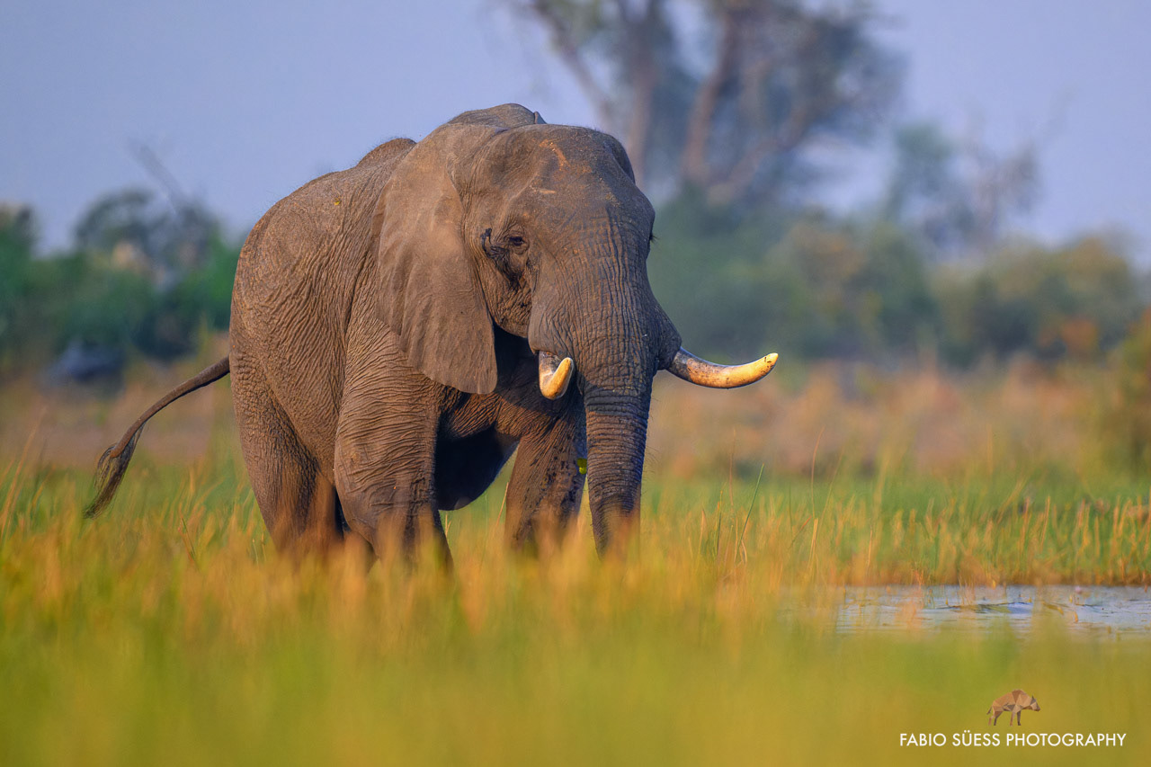 African bush elephant (Loxodonta africana), Okavango Delta, Botswana