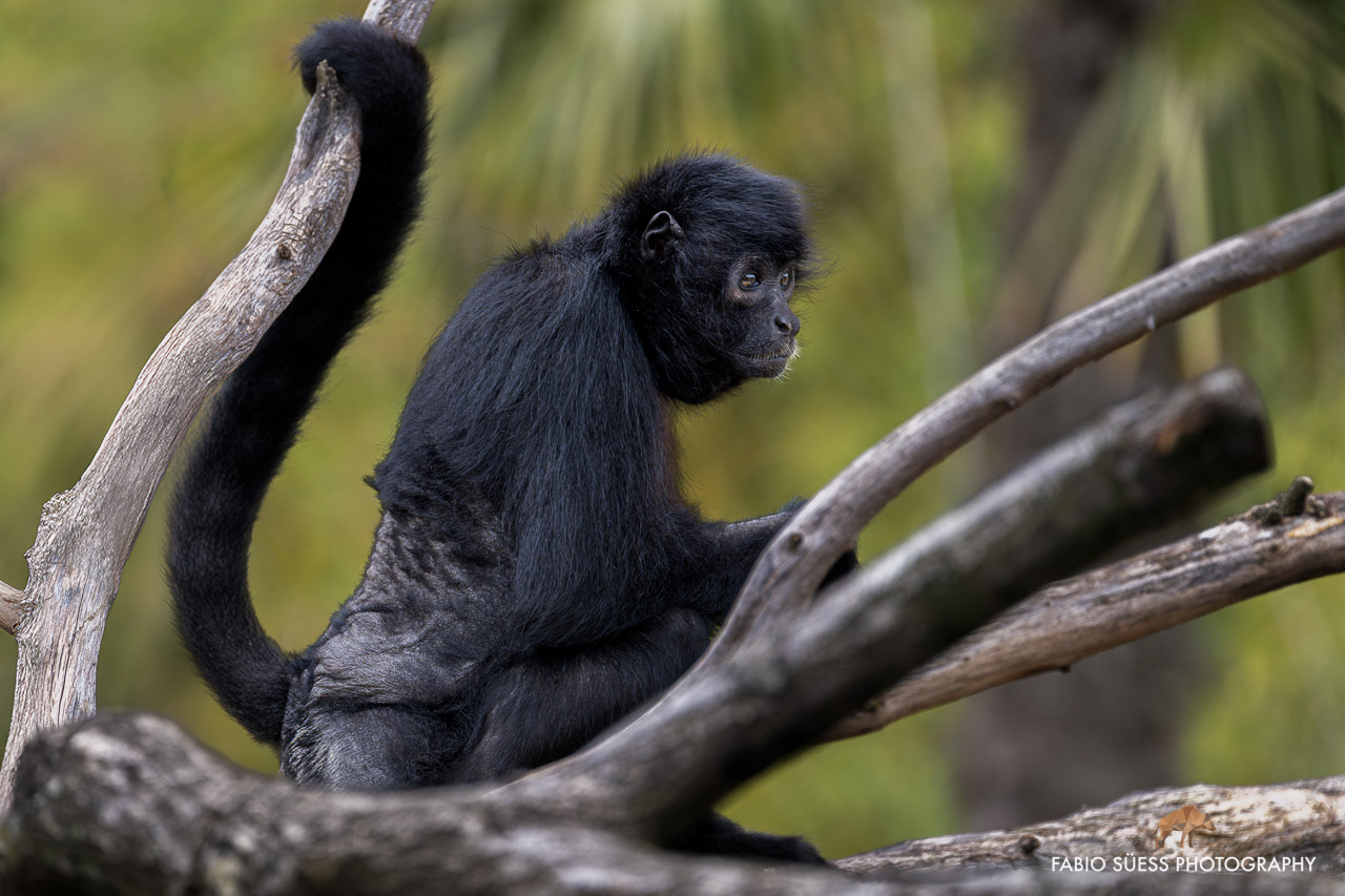 Braunkopfklammeraffe (Ateles fusciceps), ZooParc de Beauval, Frankreich