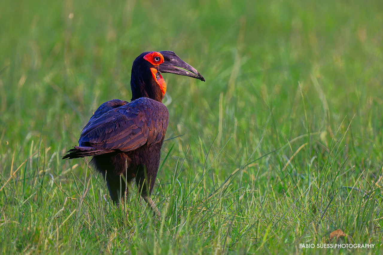 Southern Ground Hornbill (Bucorvus leadbeateri), Okavango Delta, Botswana