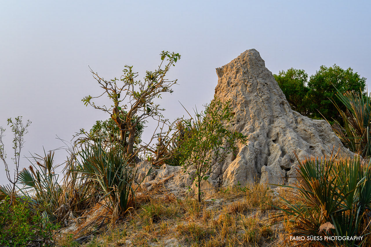 Termite mound, Okavango delta, Botswana