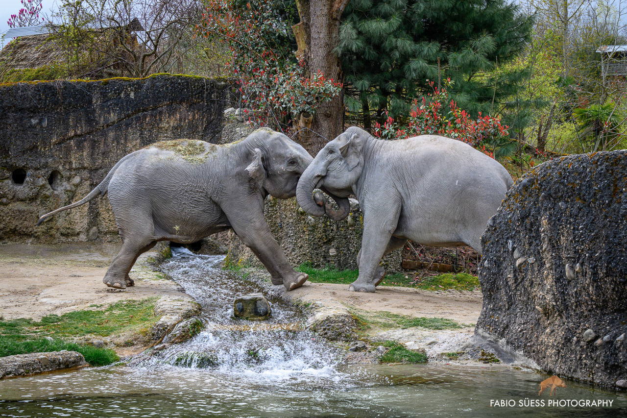 Asiatische Elefanten (Elephas maximus), Zoo Zürich, Schweiz
