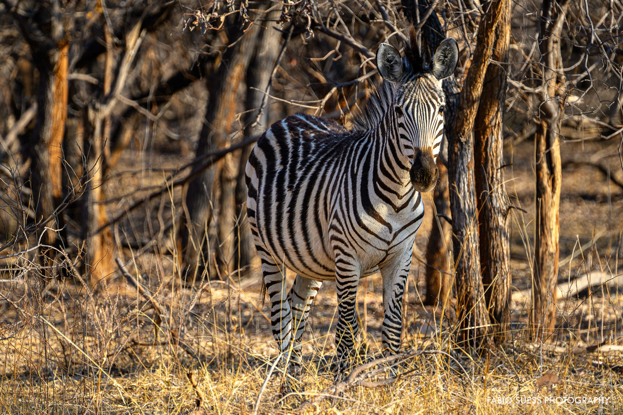 Plains (Burchell's) zebra (Equus quagga burchelli), Okavango Delta, Botswana