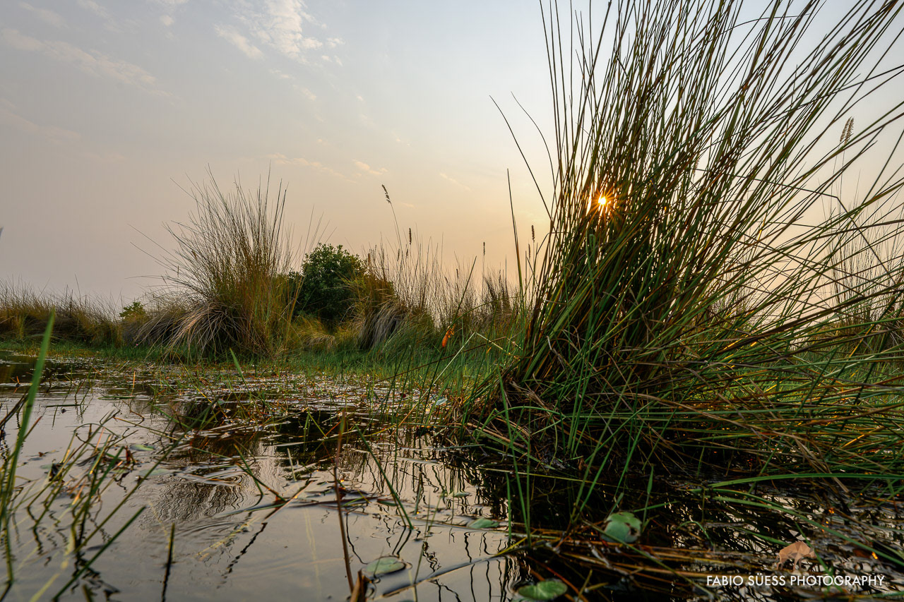 Sunrise in the okavango delta, Botswana