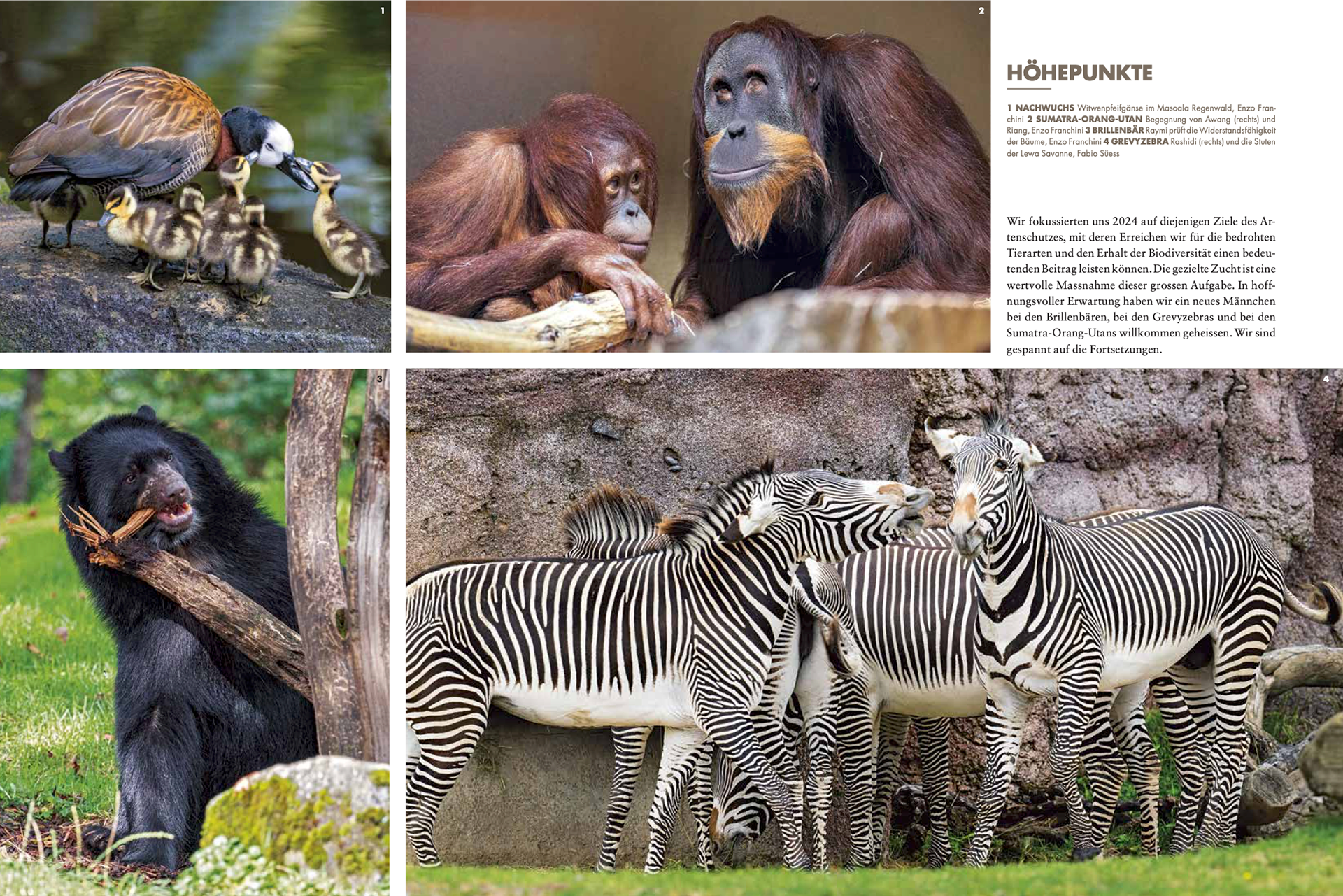 Zoo Zürich Jahresbericht 2024 © Zoo Zürich / Fabio Süess