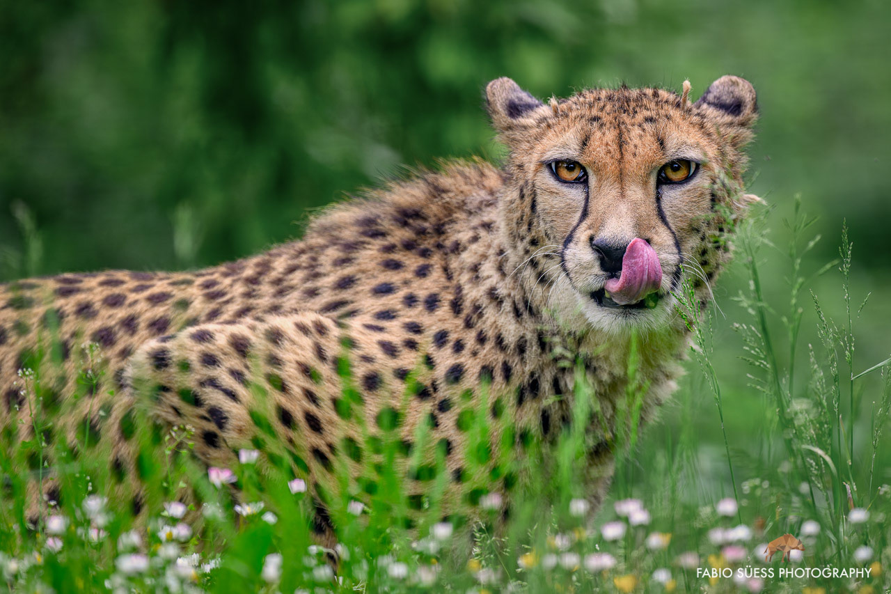 Gepard (Acinonyx jubatus), Zoo Basel, Schweiz