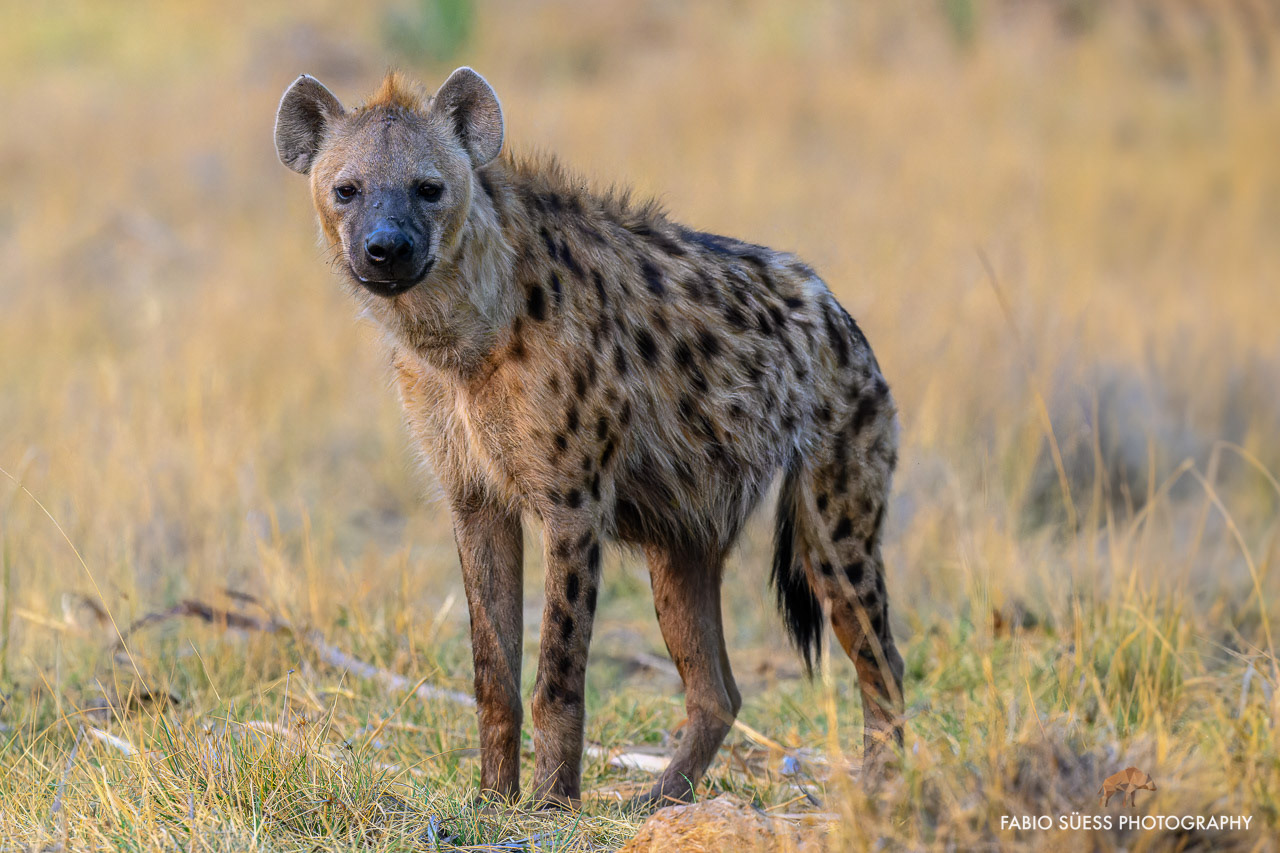 Spotted hyena (Crocuta crocuta), Okavango Delta, Botswana
