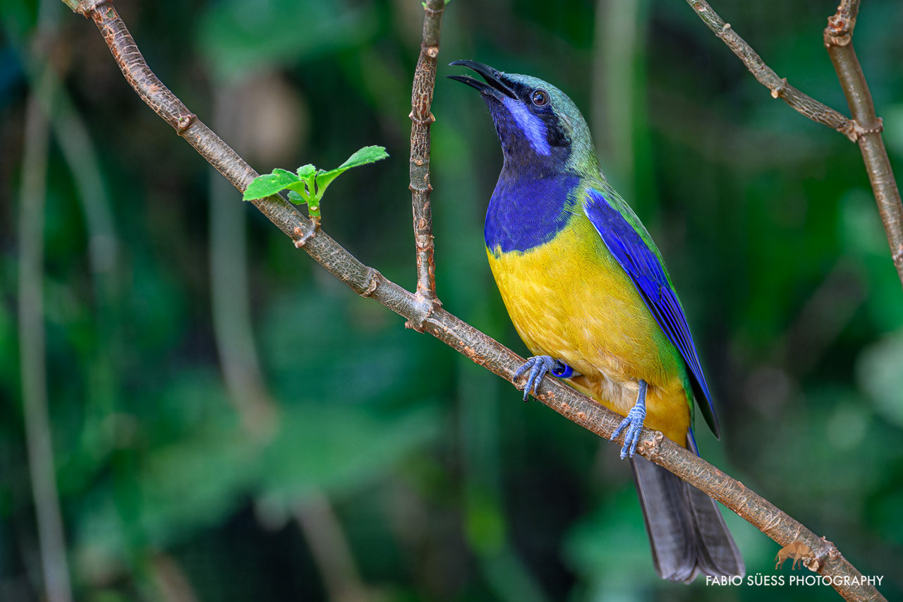 Orange-bellied leafbird (Chloropsis hardwickii), Zoo Basel, Switzerland