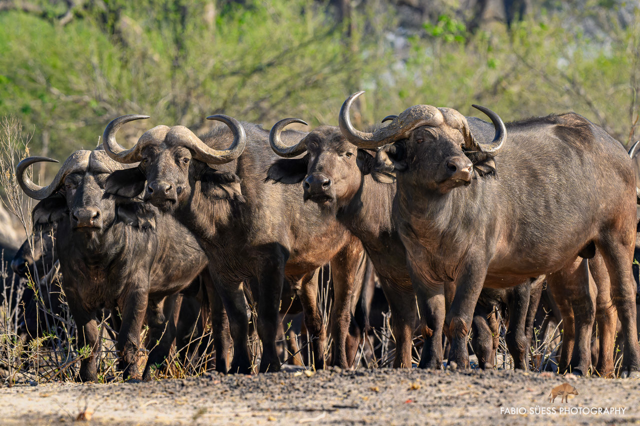African buffalo (Syncerus caffer), Okavango Delta, Botswana