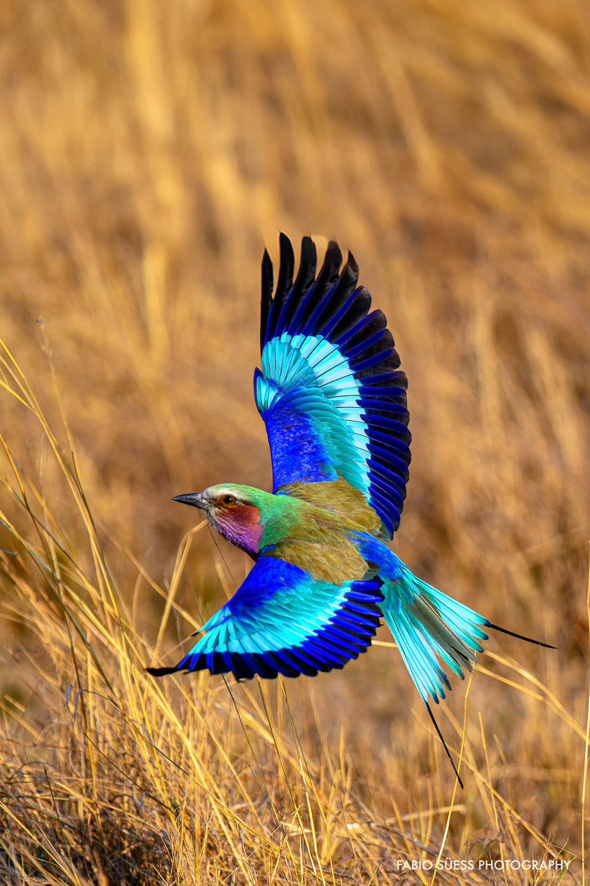 Lilac-breasted roller (Coracias caudatus), Okavango Delta, Botswana