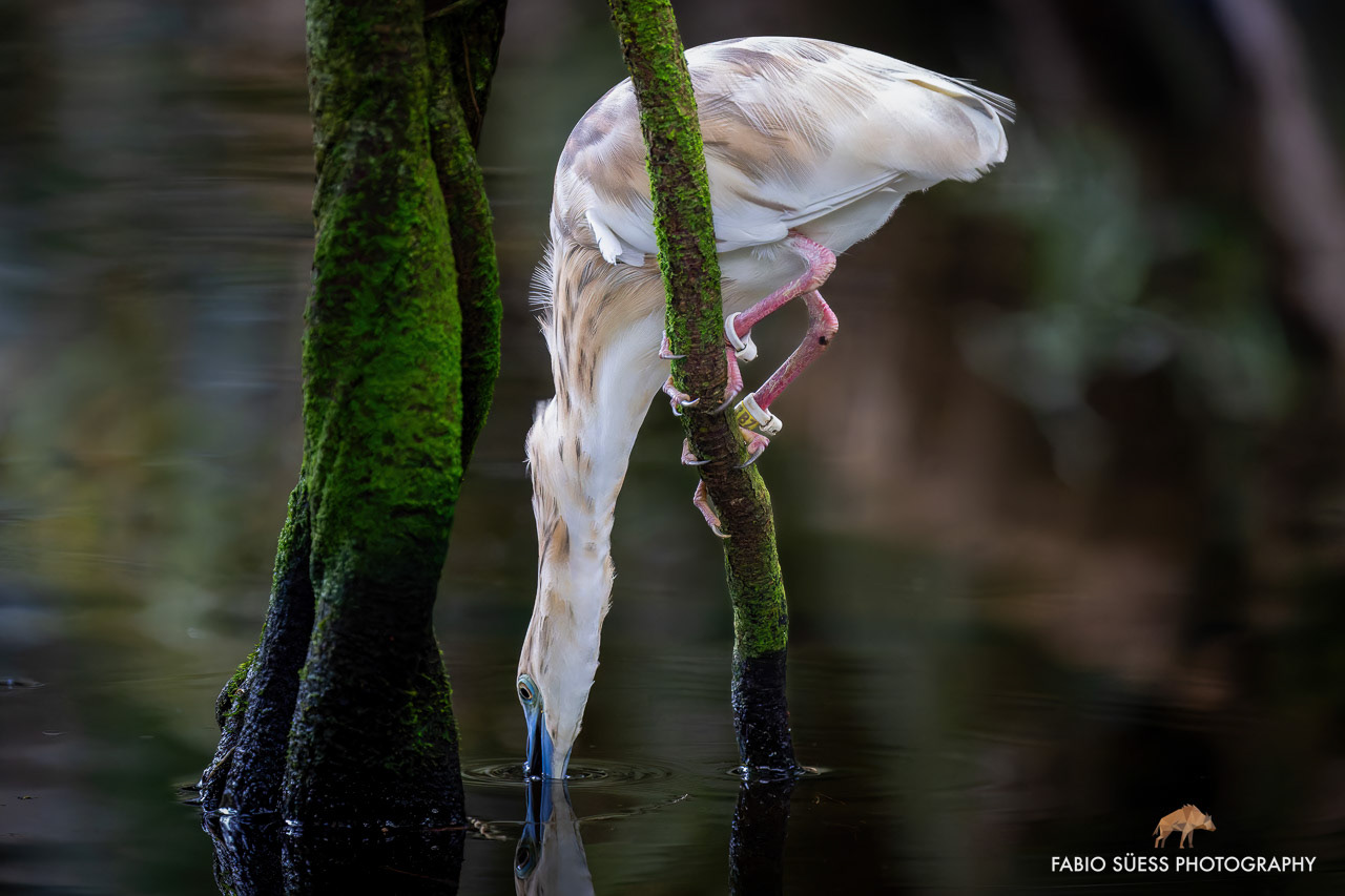 Malagasy pond heron (Ardeola idae), Zoo Zurich, Switzerland