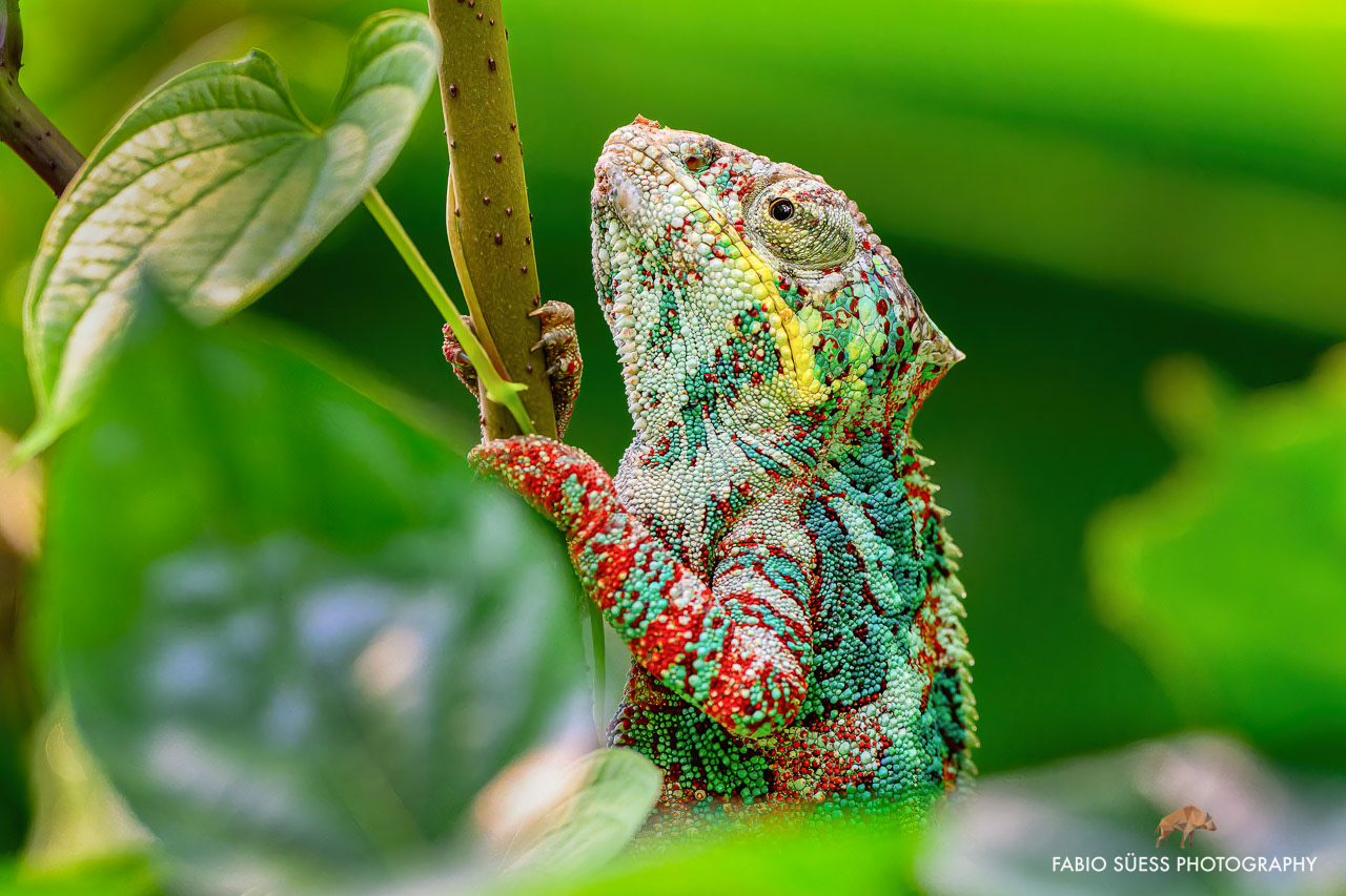 Pantherchamäleon (Furcifer pardalis), Zoo Zürich, Schweiz