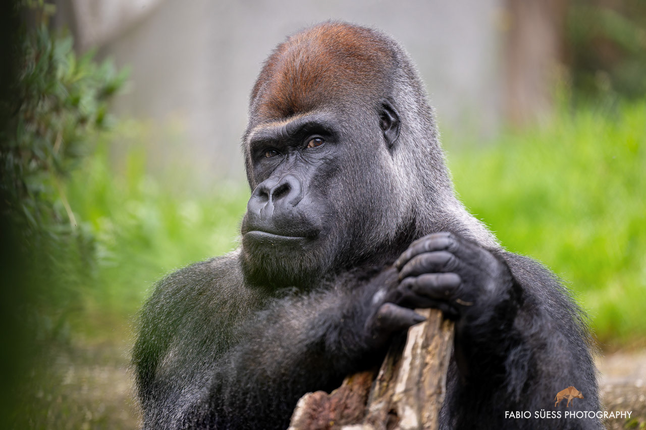 Westlicher Flachland Gorilla (Gorilla Gorilla Gorilla), Zoo Basel, Schweiz