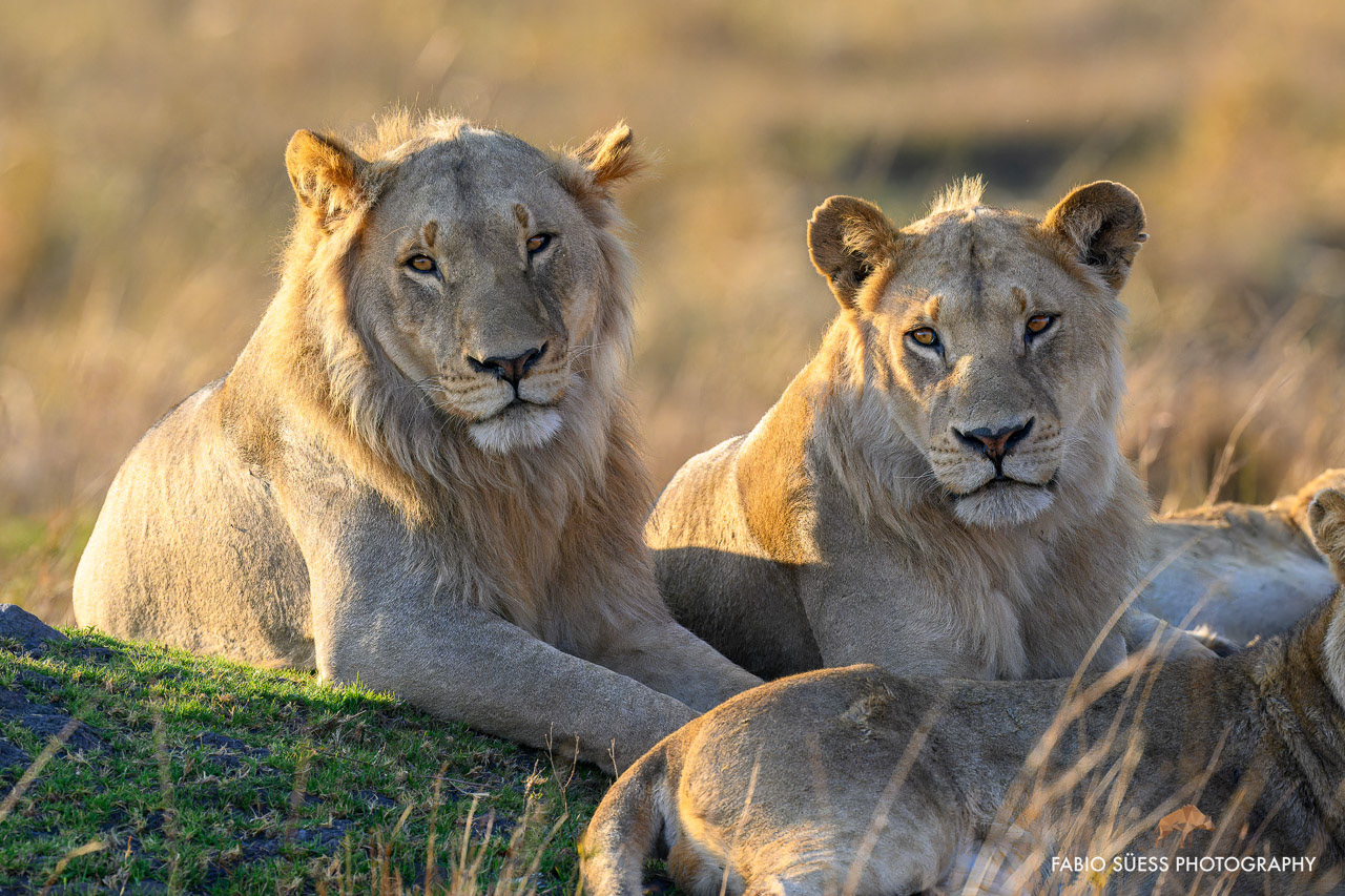 Lion (Panthera leo), Linyanti, Botswana