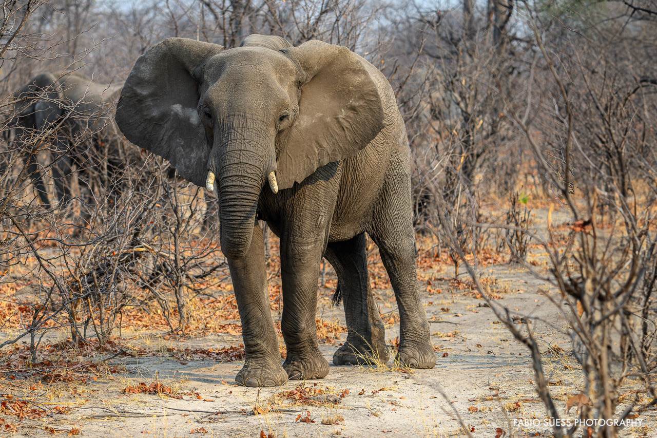 African bush elephant (Loxodonta africana), Linyanti, Botswana