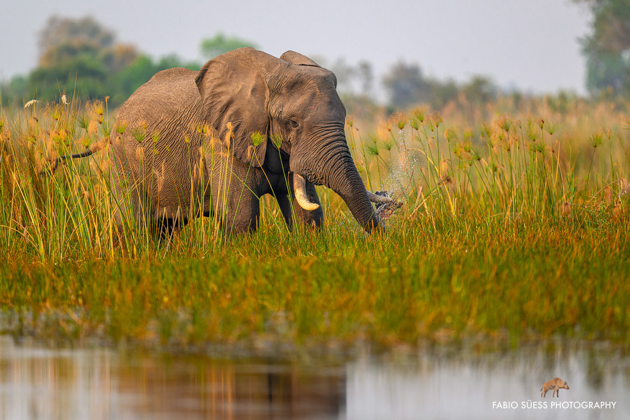 African bush elephant (Loxodonta africana), Okavango Delta, Botswana