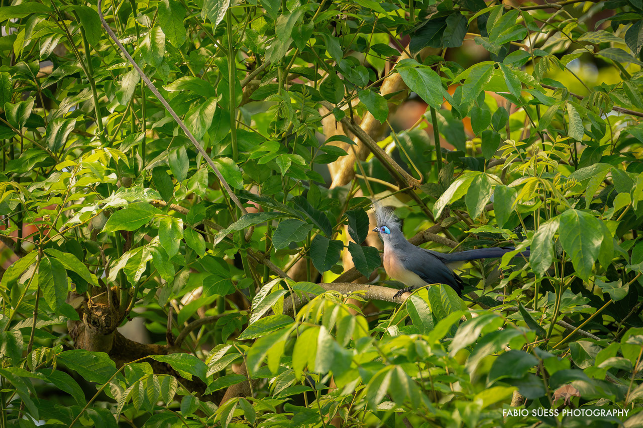 Crested coua (Coua cristata), Zoo Zurich, Switzerland