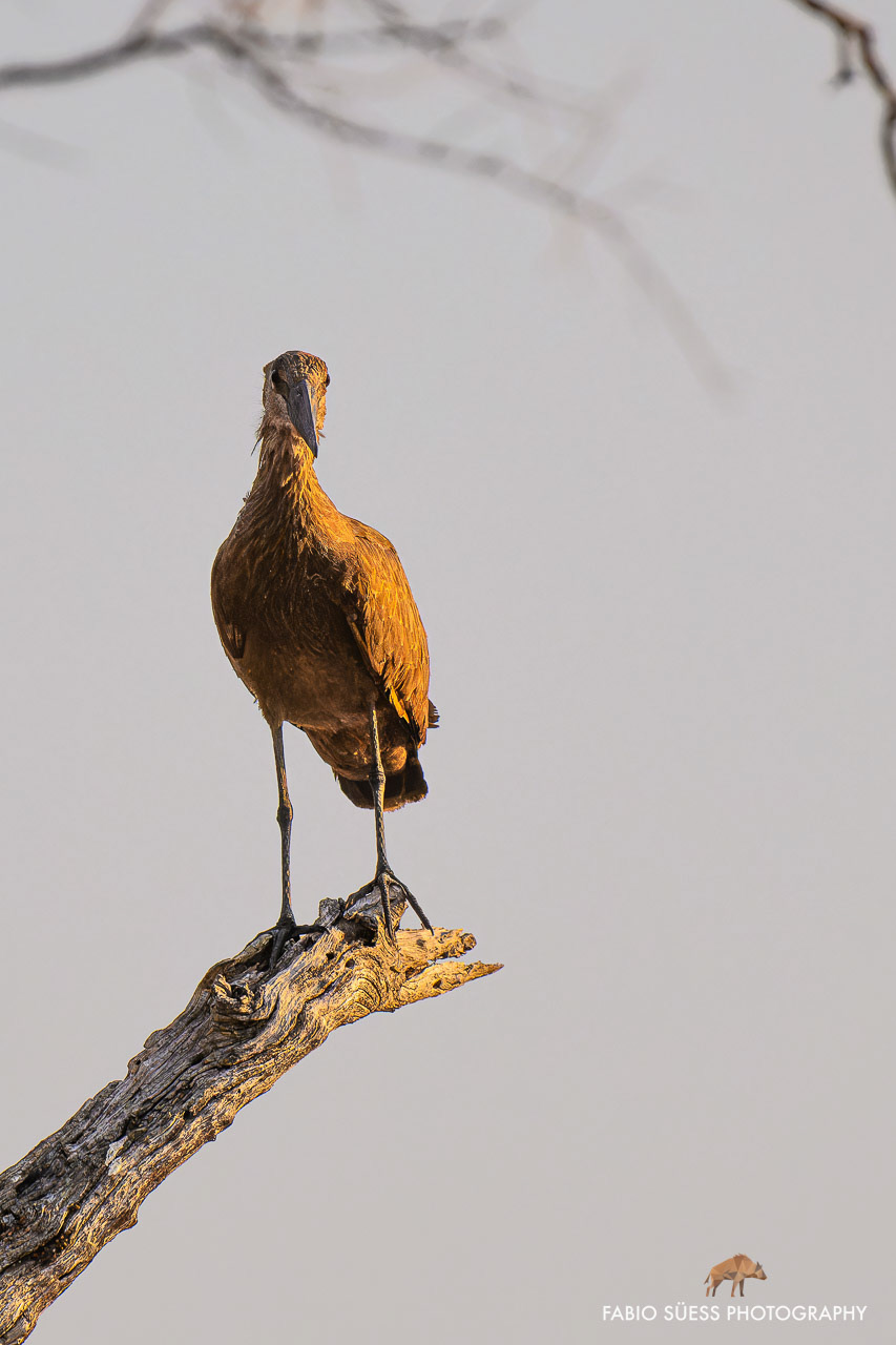 Hamerkop (Scopus umbretta), Linyanti, Botswana