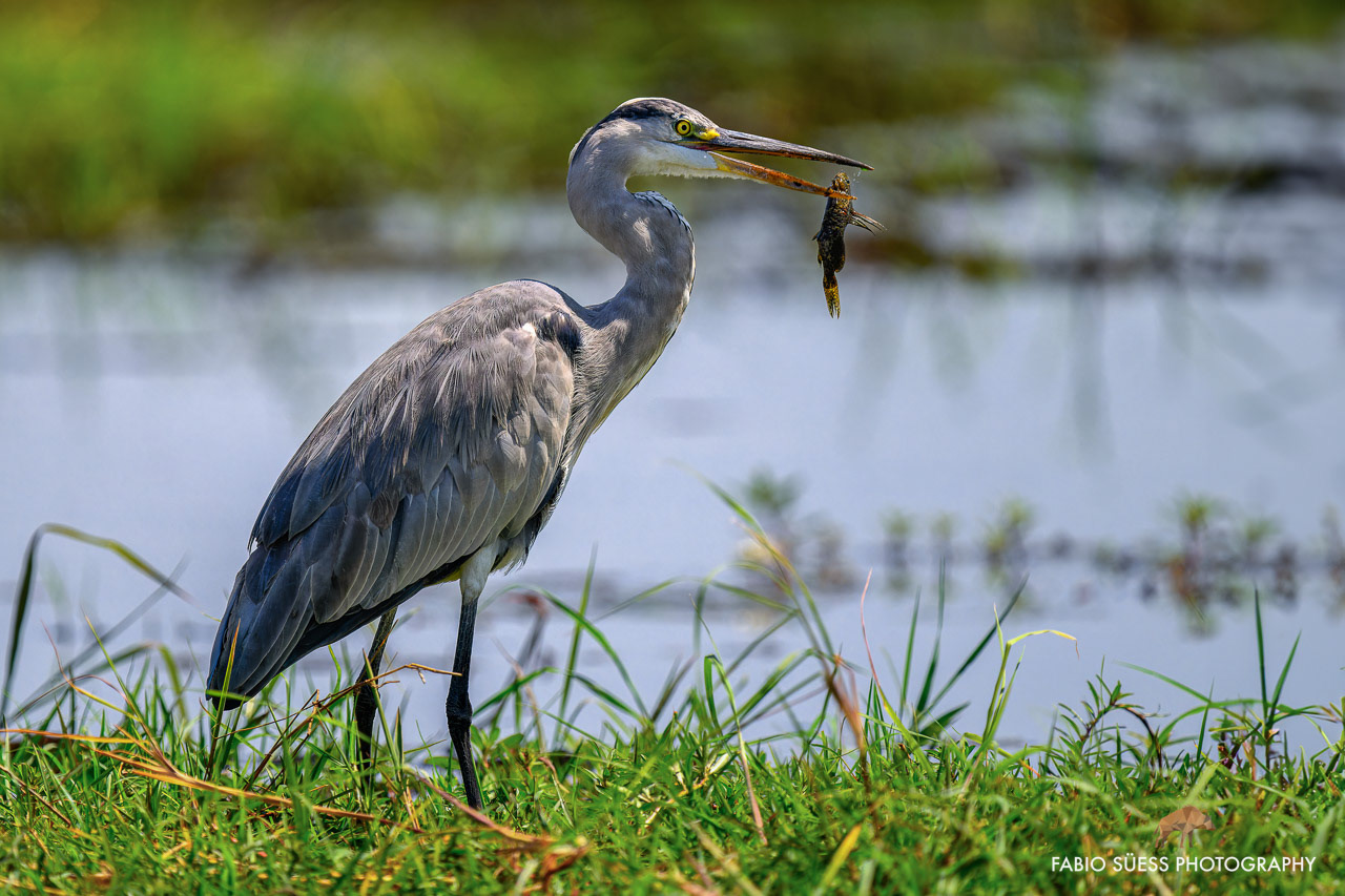 Grey heron (Ardea cinerea), Chobe River, Botswana