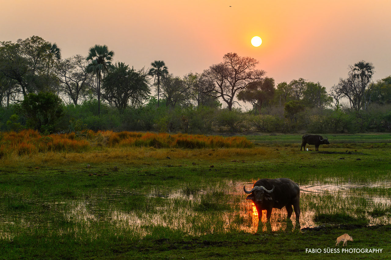 African buffalo (Syncerus caffer), Okavango Delta, Botswana