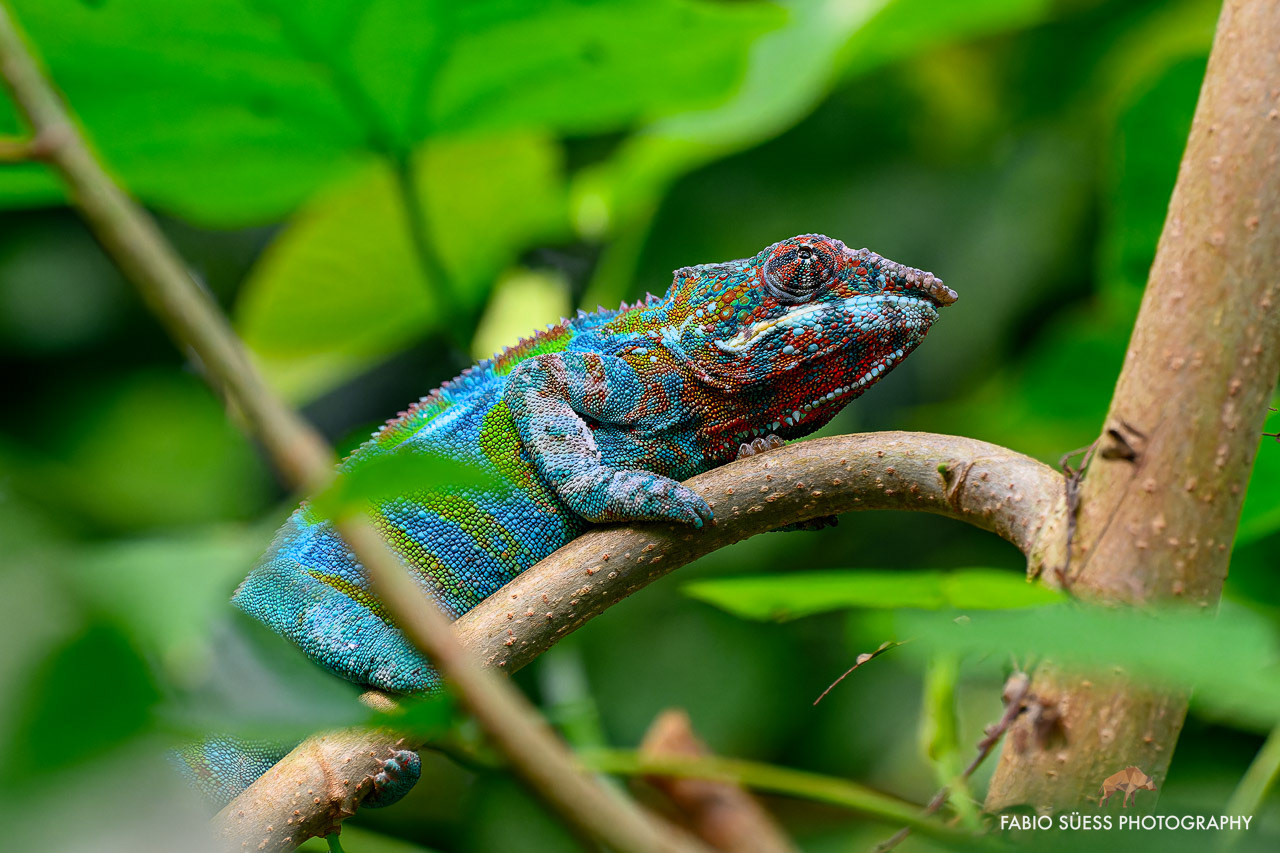 Pantherchamäleon (Furcifer pardalis), Zoo Zürich, Schweiz