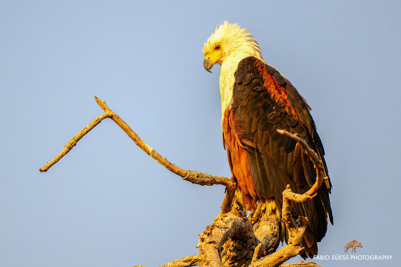 African fish eagle (Icthyophaga vocifer), Okavango Delta, Botswana