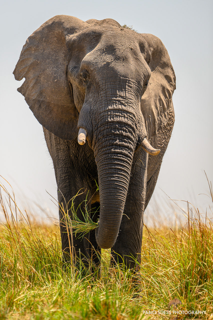 African bush elephant (Loxodonta africana), Chobe River, Botswana