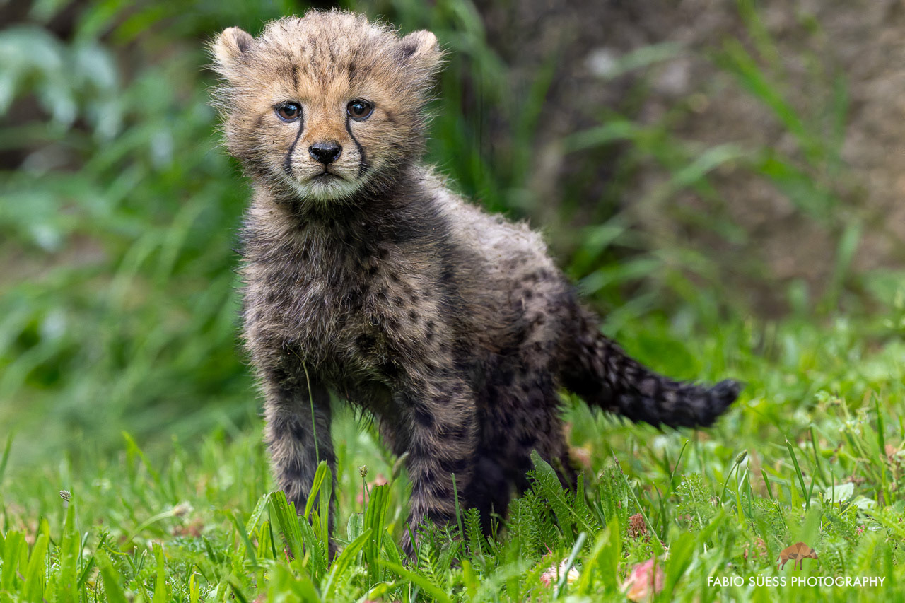 Gepard (Acinonyx jubatus), Zoo Basel, Schweiz