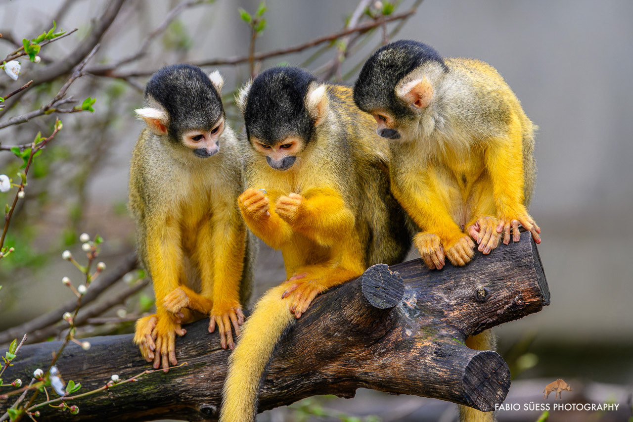 Bolivianische Totenkopfaffen (Saimiri boliviensis), Zoo Basel, Schweiz