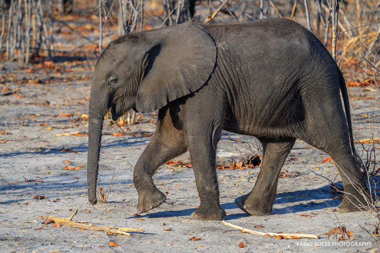 African bush elephant (Loxodonta africana), Linyanti, Botswana