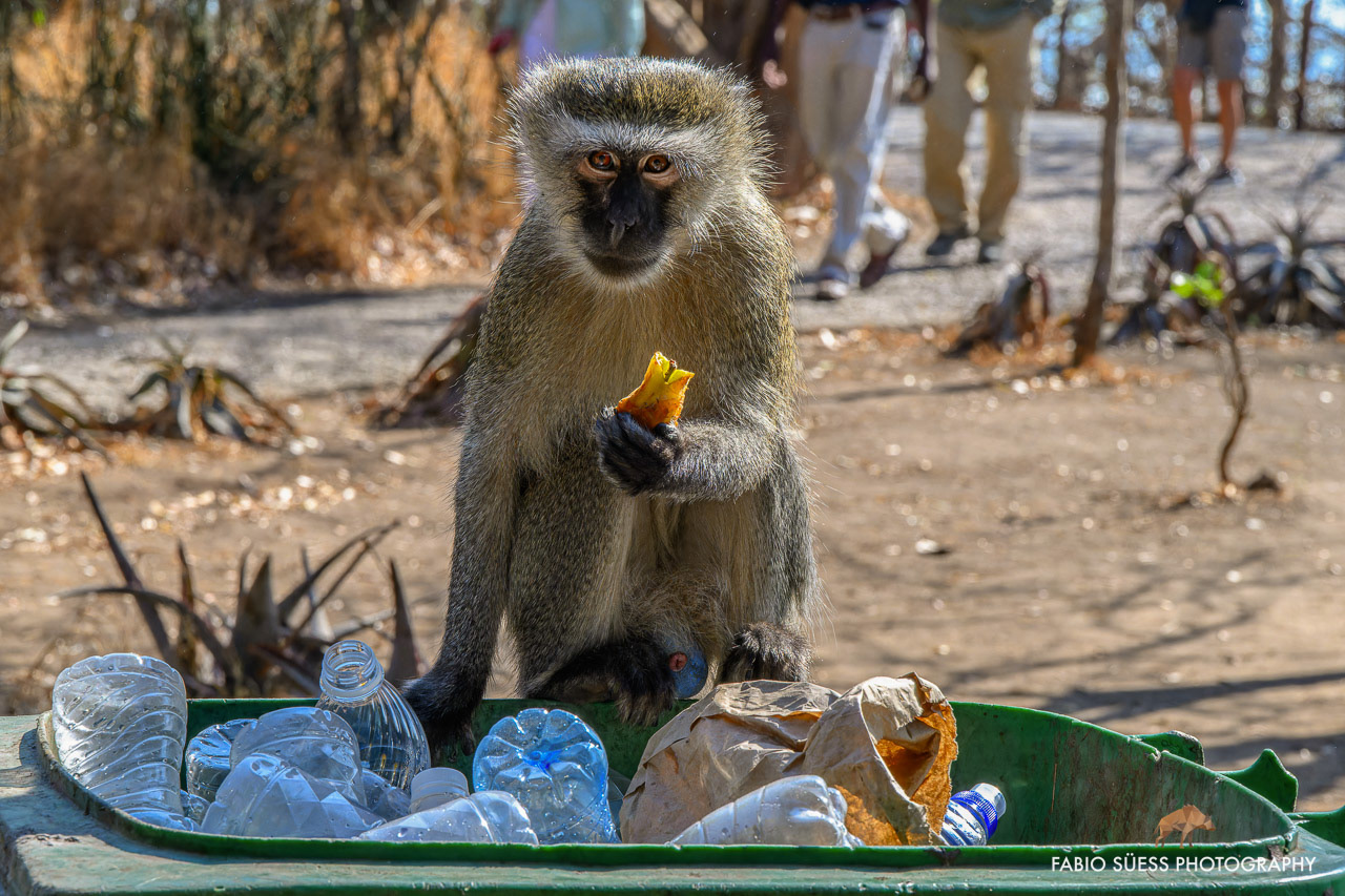 Vervet monkey, Victoria falls, Zimbabwe
