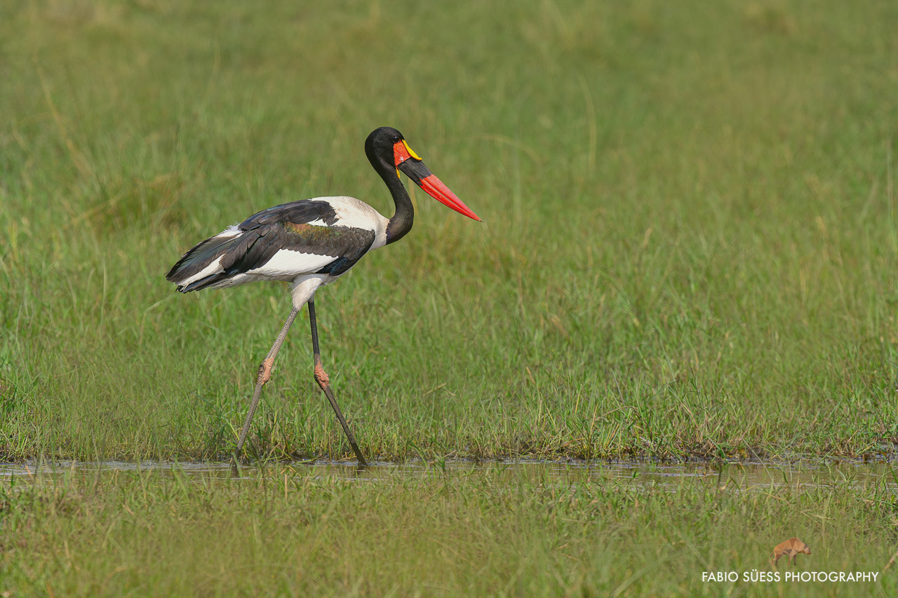 Saddle-billed stork or saddlebill (Ephippiorhynchus senegalensis), Okavango Delta, Botswana