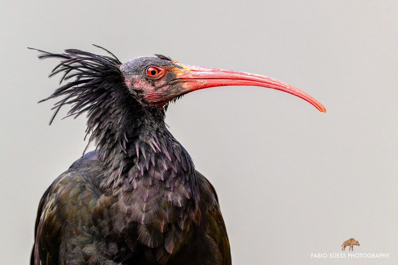 Northern bald ibis (Geronticus eremita), Zoo Basel, Switzerland