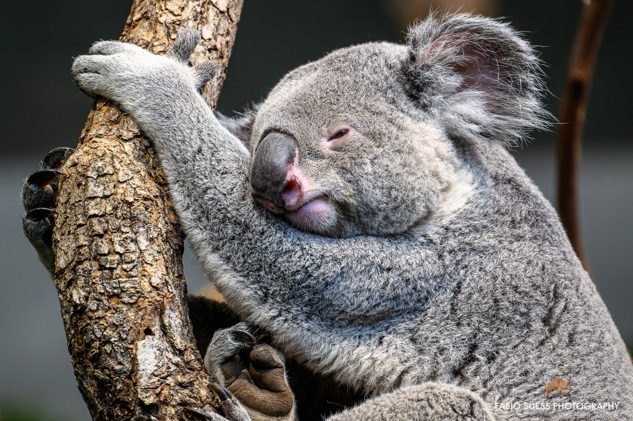 Koala (Phascolarctos cinereus), Zoo Zürich, Schweiz