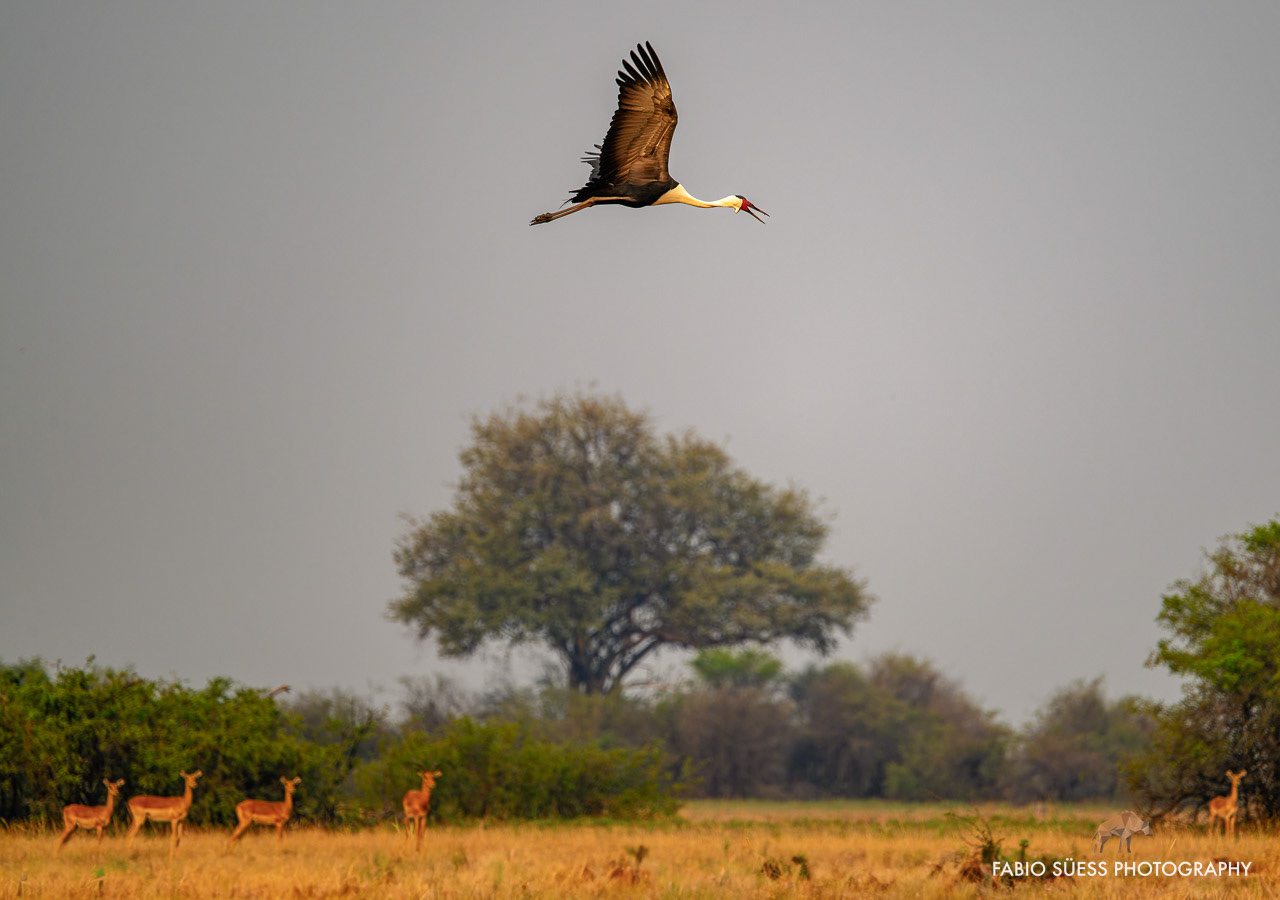 Wattled crane (Grus carunculata), Okavango Delta, Botswana