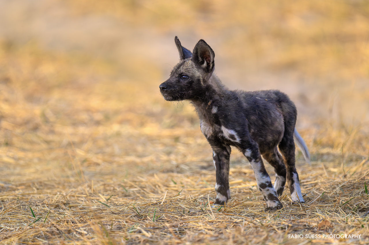 African wild dog cub (Lycaon pictus), Okavango Delta, Botswana