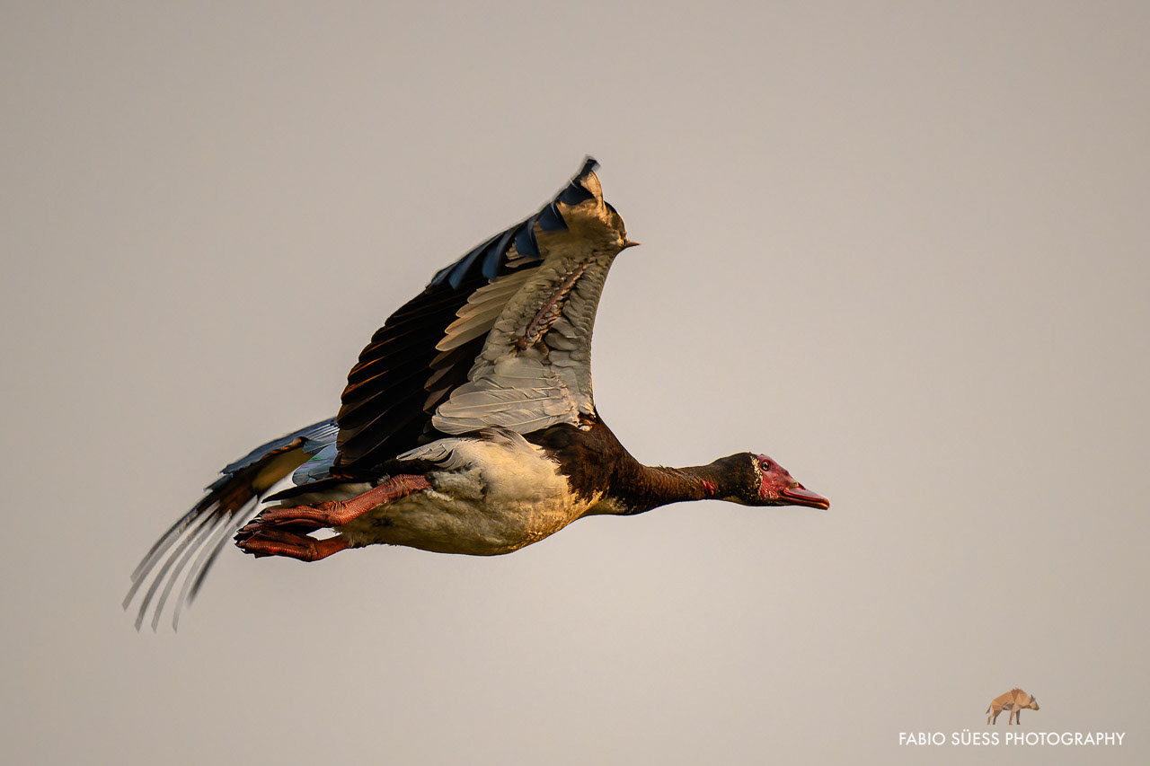 Spur-winged goose (Plectropterus gambensis), Okavango Delta, Botswana