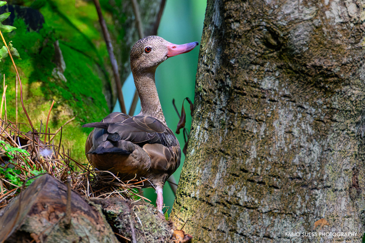 Bernier’s teal (Anas bernieri), Zoo Zurich, Switzerland