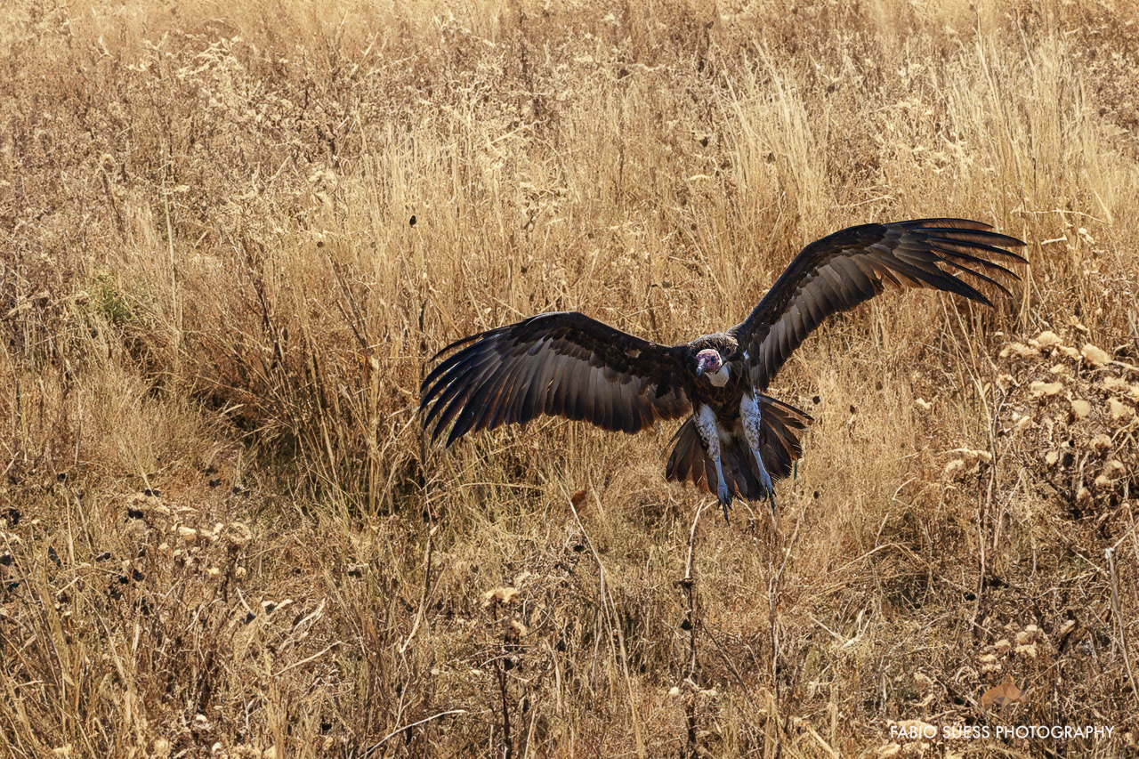 Nubian vulture (Torgos tracheliotos), Linyanti, Botswana