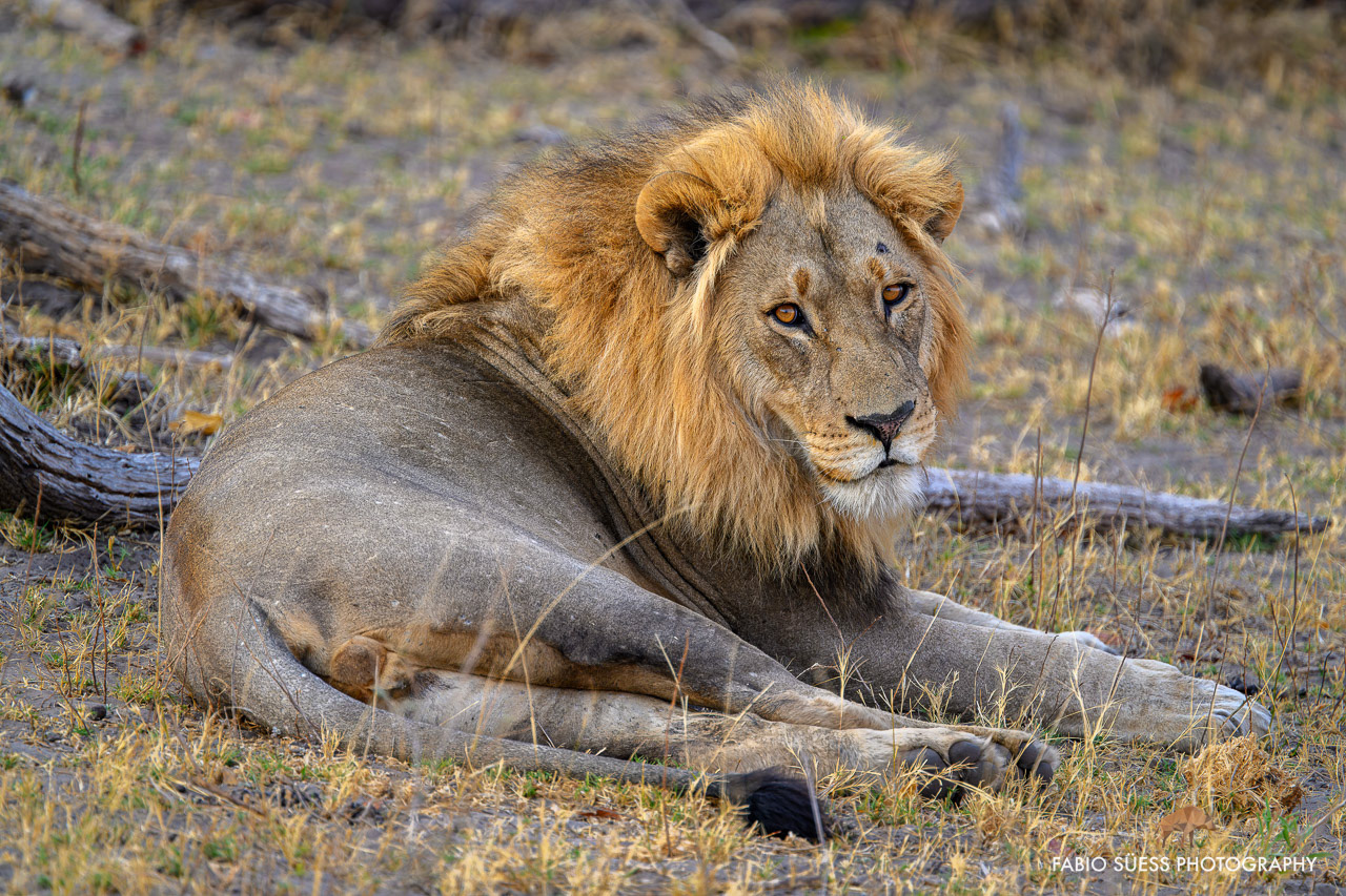 Lion (Panthera leo), Linyanti, Botswana