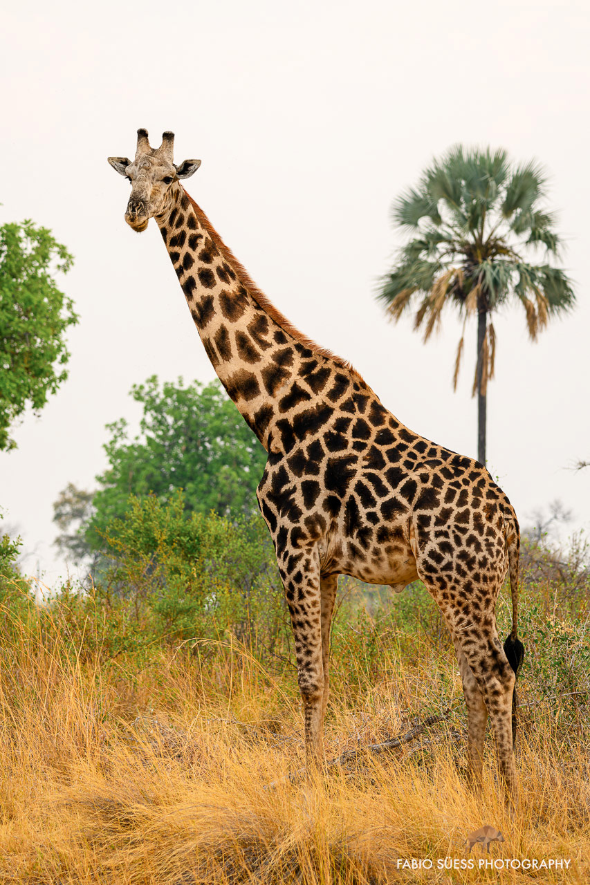 Giraffe (Giraffa), Okavango Delta, Botswana