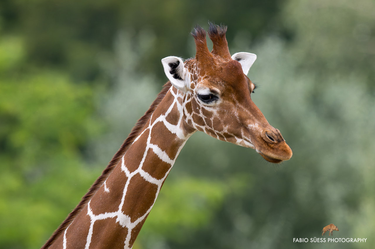 Netzgiraffe (Giraffa camelopardalis reticulata), Zoo Zürich, Schweiz