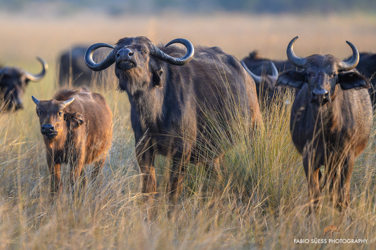 African buffalo (Syncerus caffer), Okavango Delta, Botswana