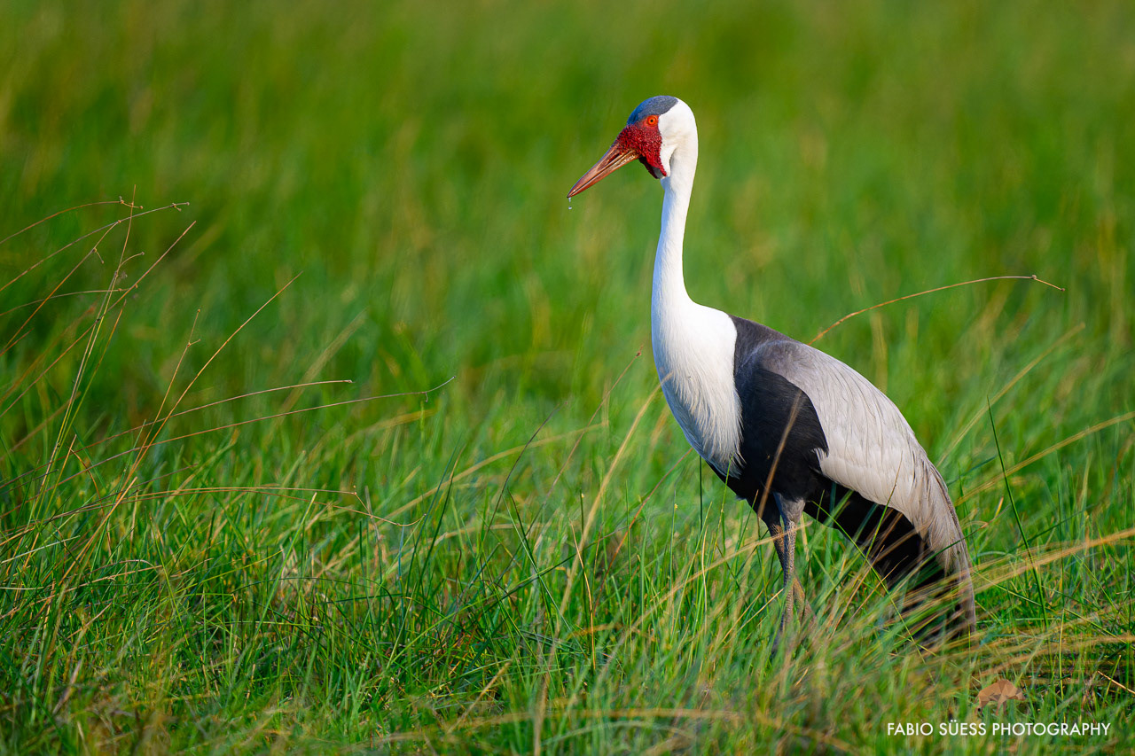 Wattled crane (Grus carunculata), Okavango Delta, Botswana
