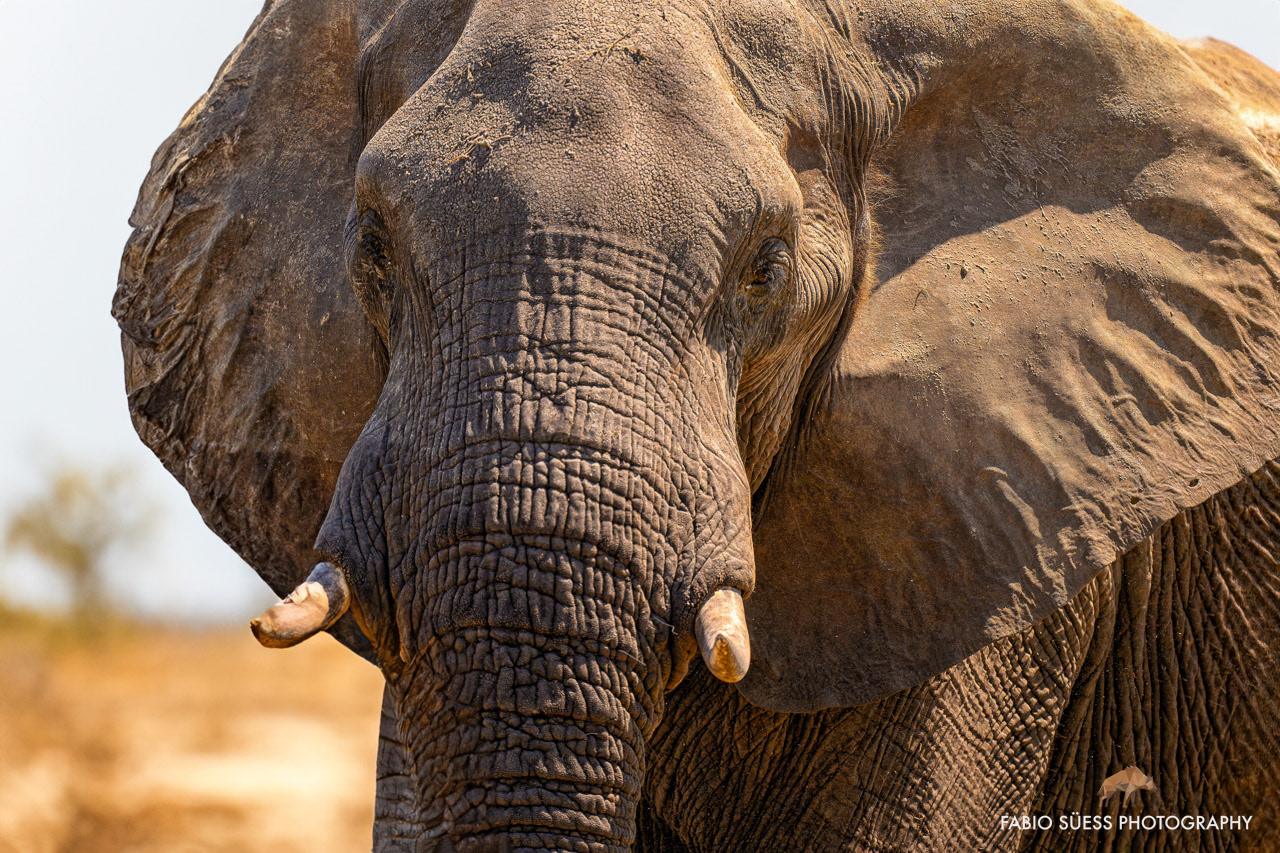 African bush elephant (Loxodonta africana), Chobe River, Botswana