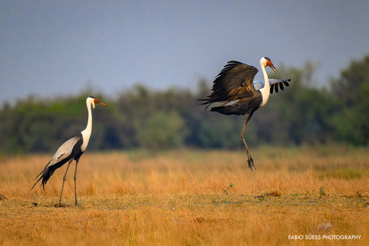Wattled crane (Grus carunculata), Okavango Delta, Botswana