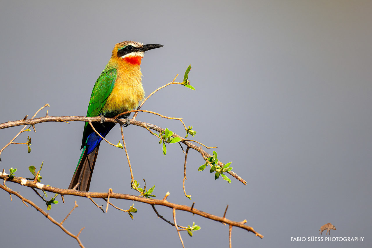 White-fronted bee-eater (Merops bullockoides), Linyanti, Botswana