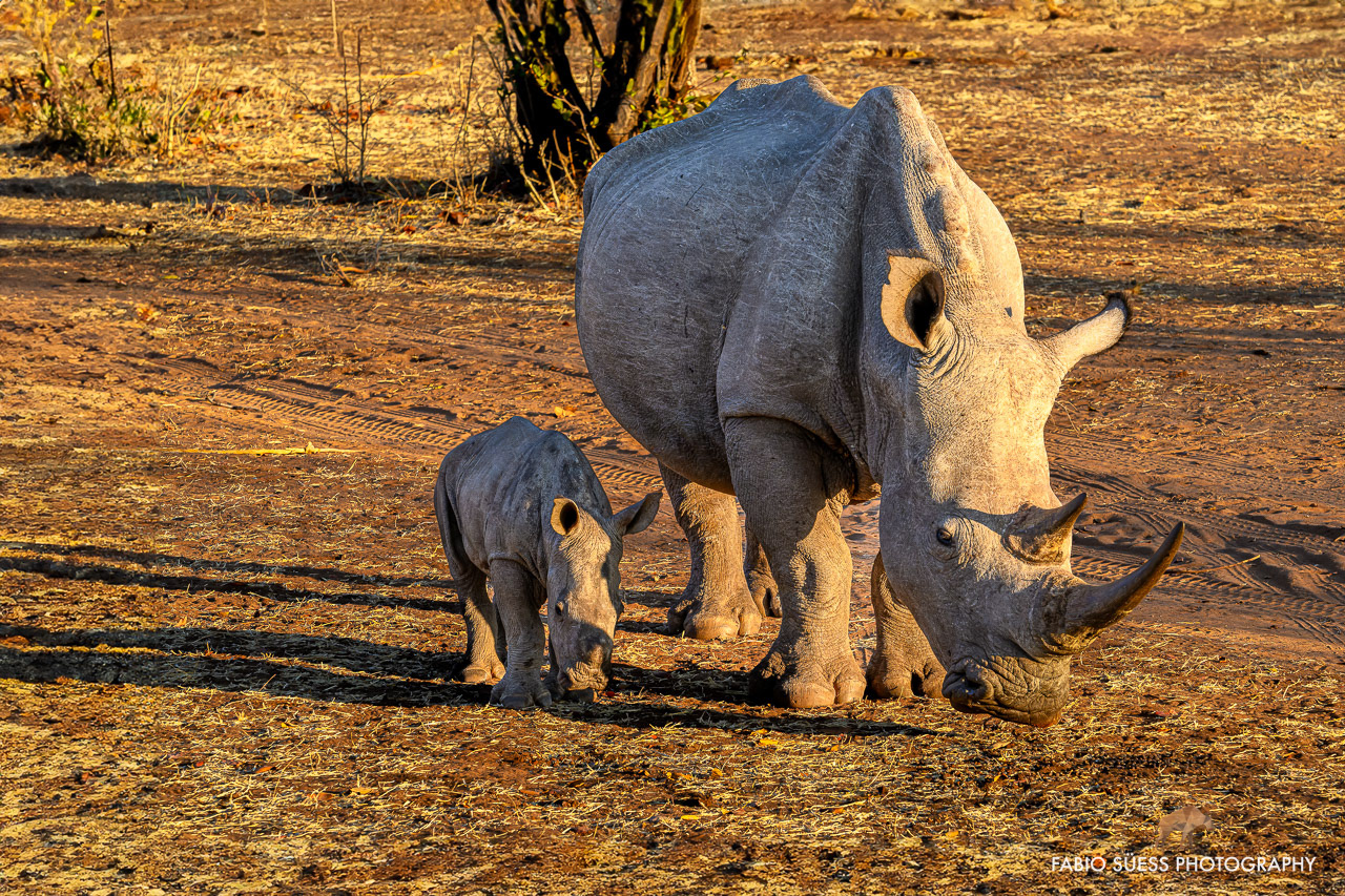 White rhinoceros (Ceratotherium simum), Livingstone, Sambia